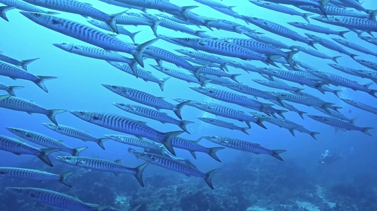 Free Islamic Stock Videos, Barracuda, Spiny-finned Fish, Fish, Bony Fish, Sea