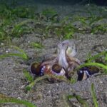 Free Live Background Video, Bunny, Mollusk, Gastropod, Wildlife, Animal