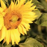 Free Long Videos, Sunflower, Flower, Yellow, Field, Summer