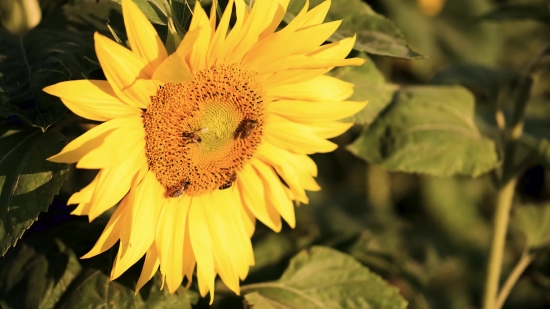 Free Long Videos, Sunflower, Flower, Yellow, Field, Summer