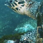 Free Lyric Backgrounds, Loggerhead, Sea Turtle, Turtle, Sea, Underwater