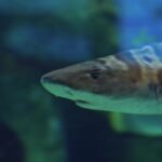 Free Math Background Video, Cod, Soft-finned Fish, Fish, Underwater, Water