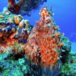 Free Military Videos, Coral Reef, Reef, Underwater, Coral, Fish