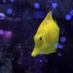 Free Mini Videos, Underwater, Reef, Sea, Coral, Tropical