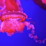 Free Mogrt Download, Jellyfish, Invertebrate, Animal, Light, Texture