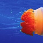 Free Motion Background Music, Jellyfish, Invertebrate, Animal, Flower, Color