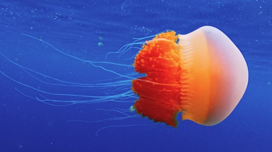 Free Motion Background Music, Jellyfish, Invertebrate, Animal, Flower, Color