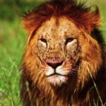 Free Motion Backgrounds, Lion, Big Cat, Feline, Predator, Cat