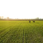 Free Motions Graphics, Rapeseed, Field, Oilseed, Rural, Meadow