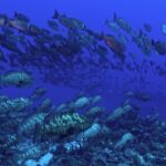 Free Moving Background Videos, Reef, Fish, Underwater, Coral, Sea