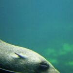 Free Mp4 Background Loops, Eel, Fish, Sea, Water, Sea Lion