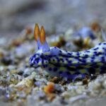 Free Nasa Footage, Sea Slug, Gastropod, Mollusk, Invertebrate, Underwater