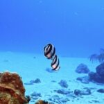 Free New Video, Snorkel, Underwater, Breathing Device, Coral, Reef