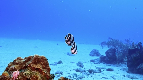 Free New Video, Snorkel, Underwater, Breathing Device, Coral, Reef