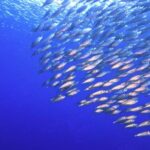 Free Newsroom Background Video, Barracuda, Spiny-finned Fish, Fish, Sea, Underwater