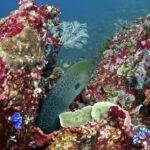 Free Newsroom Background Video Download, Reef, Coral Reef, Fish, Underwater, Coral