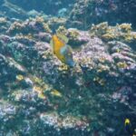 Free Old Video Footage, Coral Reef, Reef, Ridge, Underwater, Fish