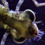 Free Particle Footage, Invertebrate, Mollusk, Animal, Water, Sea