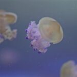 Free Pexels Videos, Jellyfish, Invertebrate, Animal, Moon, Water