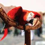 Free Photo Stock Images, Macaw, Bird, Parrot, Animal, Beak