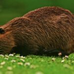 Free Photographs, Beaver, Rodent, Mammal, Fur, Wildlife