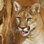 Free Photos, Cougar, Wildcat, Cat, Feline, Lion