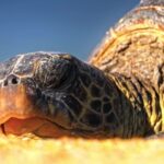 Free Photos Download, Turtle, Reptile, Sea Turtle, Shell, Slow