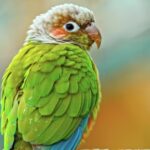 Free Photos For Commercial Use, Parrot, Bird, Macaw, Beak, Wildlife