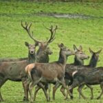 Free Pics For Commercial Use, Buck, Deer, Mammal, Placental, Caribou