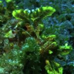 Free Pond Videos, Coral Reef, Reef, Underwater, Coral, Fish