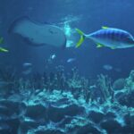 Free Praise And Worship Video Backgrounds, Reef, Underwater, Fish, Sea, Coral Reef