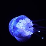 Free Print Video, Jellyfish, Invertebrate, Animal, Light, Art