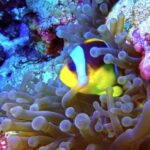 Free Public Domain Stock Footage, Anemone Fish, Underwater, Coral, Sea, Reef