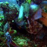 Free Romantic Video Background, Underwater, Fish, Coral, Sea, Reef