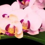 Free Royalty Free Video Footage, Pink, Flower, Petal, Flowers, Blossom