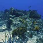 Free Sad Video, Coral Reef, Reef, Ridge, Underwater, Sea