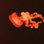 Free Short Nature Videos, Jellyfish, Invertebrate, Animal, Flower, Color