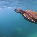 Free Soccer Stock Footage, Loggerhead, Sea Turtle, Turtle, Sea, Water