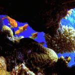 Free Stage Background Video, Polyp, Underwater, Coral, Coelenterate, Sea