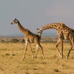 Free Stock Fireplace Video, Giraffe, Animal, Safari, Wildlife, Mammal