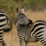 Free Stock Footage Free Download, Zebra, Equine, Ungulate, Safari, Wildlife