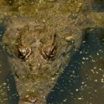 Free Stock Footage Pixabay, Crocodile, Alligator, Reptile, Water, Wildlife