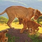 Free Stock Images For Commercial Use, Predator, Lion, Feline, Big Cat, Wildlife