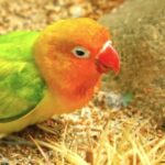 Free Stock Images No Watermark, Bird, Hen, Parrot, Beak, Animal