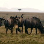 Free Stock Long Videos, Mammal, Wild, Wildlife, Antelope, Bull