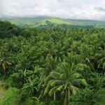 Free Stock News Footage, Cassava, Shrub, Woody Plant, Plant, Vascular Plant