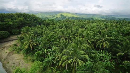 Free Stock News Footage, Cassava, Shrub, Woody Plant, Plant, Vascular Plant