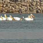 Free Stock Photos For Educational Use, Pelican, Seabird, Bird, Aquatic Bird, Water