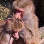 Free Stock Photos For Websites, Macaque, Monkey, Primate, Mammal, Fur