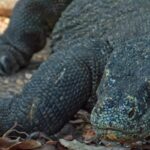 Free Stock Pics, Lizard, Reptile, Wildlife, Wild, Alligator